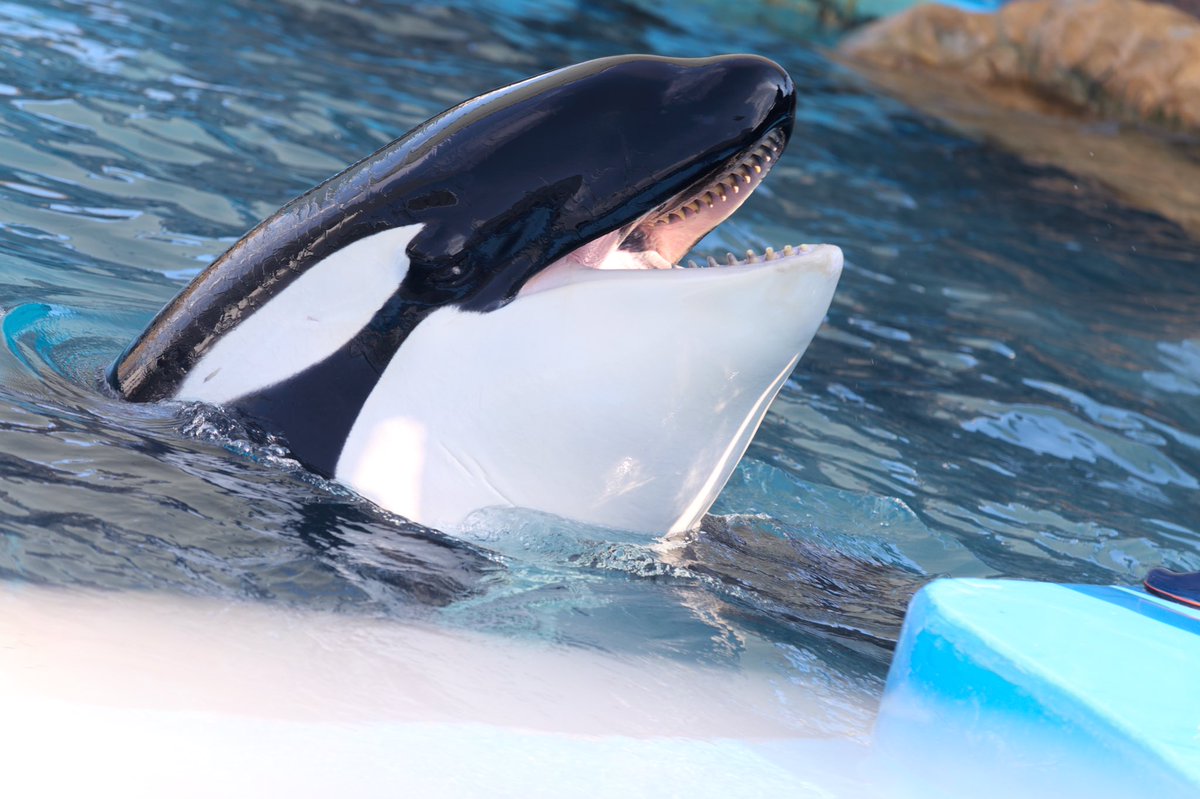 JunIsafushi24's tweet image. 鯨伏(いさふし)始動します!!
ちょっとした鯨類の話や、旅の記録、カメラが趣味ということもあり水族館の生き物だけに限らず動物園で暮らす生き物の情報も写真と一緒に共有出来たらと考えています。
また目標に向けた活動も少しずつできればなと思います。
これからどうぞよろしくお願い致します🐬