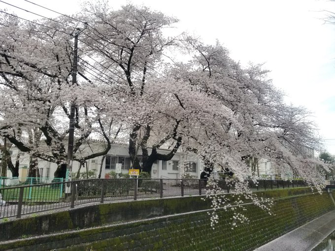 桜の花びらが秒速5センチメートルで舞っていました。 