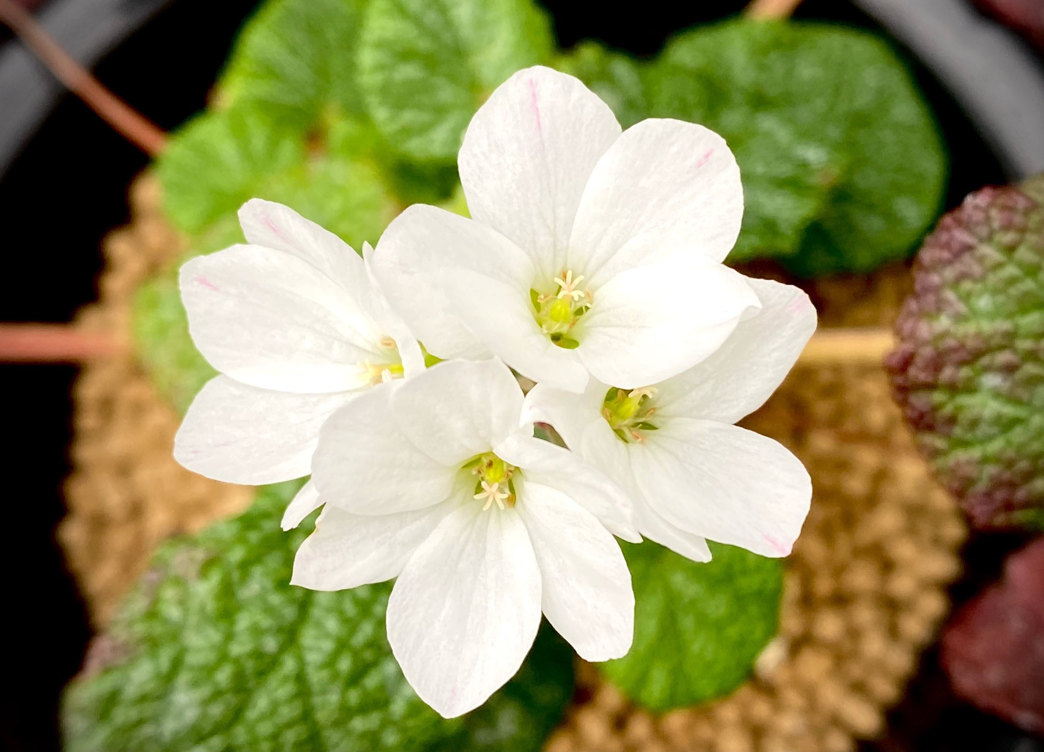 超特別選抜株放出！　ペラルゴニウム　コチレドニス　多肉植物　塊根植物　実生 超レア新鮮！ コチレドニス ペラルゴニウム 種子5+オマケ1粒