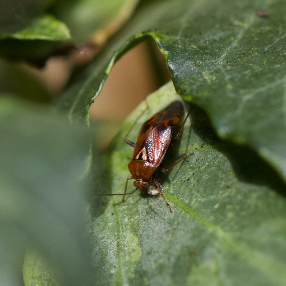 Dr Erica McAlister tweet media