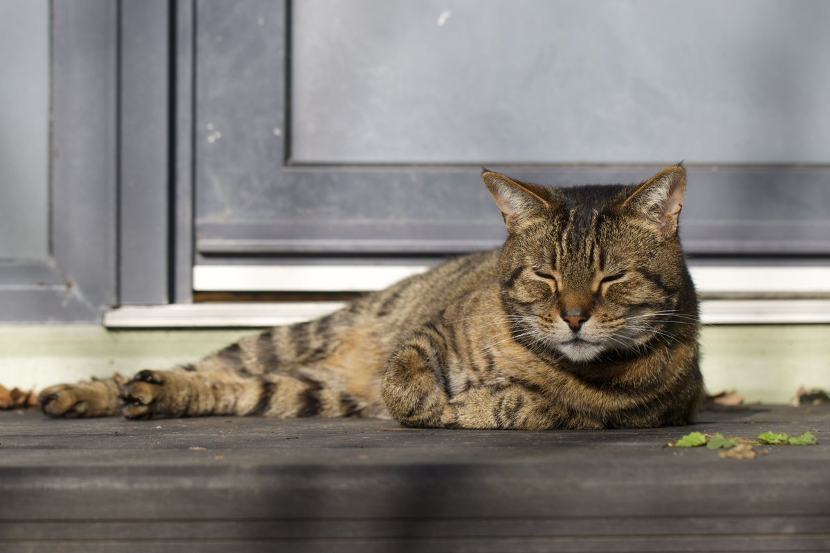 Dr Erica McAlister tweet media