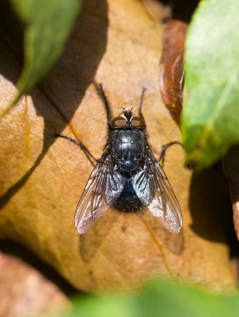 Dr Erica McAlister tweet media