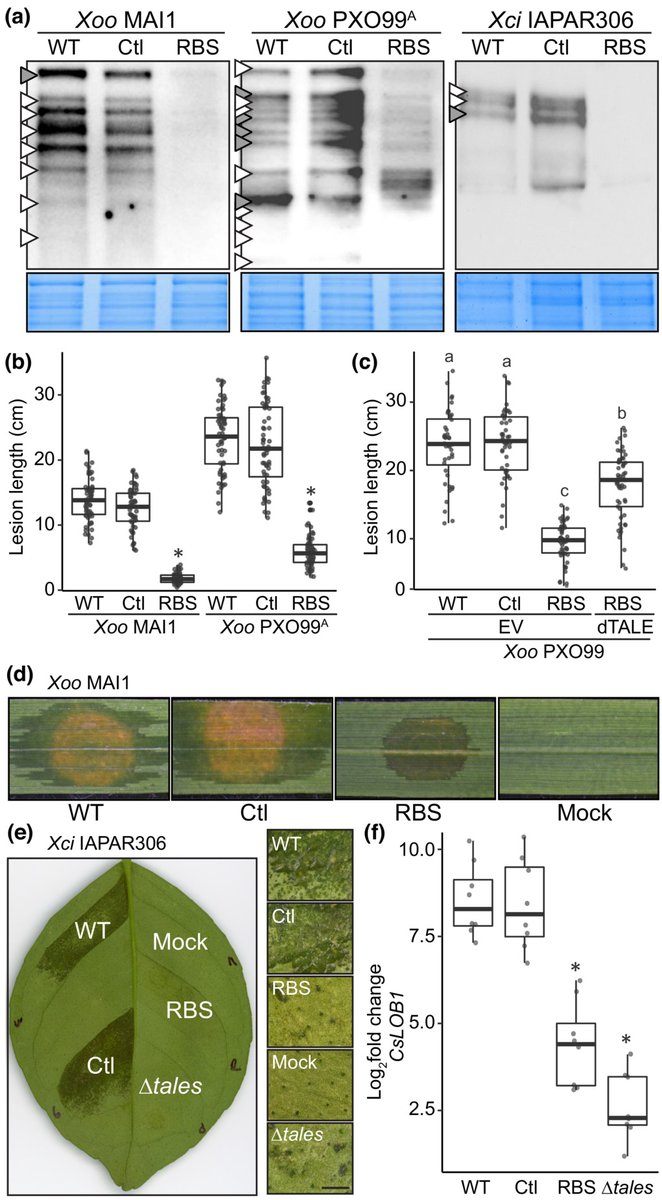 New Phytologist (@newphyt) on Twitter photo Multigene family silencing through CRISPR interference in Xanthomonas
Zárate-Chaves et al. <a href="/boris_szurek/">szurek</a> <a href="/koebnik_ralf/">Ralf Koebnik</a> <a href="/adrianabernalg/">Adriana Bernal</a>
📖ow.ly/3QN250Nqtuy Multigene family silencing through CRISPR interference in Xanthomonas
Zárate-Chaves et al. <a href="/boris_szurek/">szurek</a> <a href="/koebnik_ralf/">Ralf Koebnik</a> <a href="/adrianabernalg/">Adriana Bernal</a>
📖ow.ly/3QN250Nqtuy
