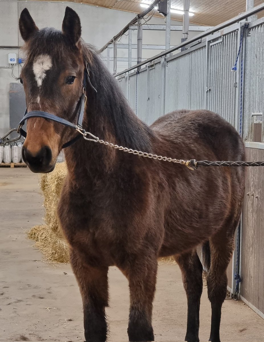 Ori Bonzai Swamp (s. 2022) 💎
i. Bold Eagle
e. Zora Kemp (jälkeläisiä Graceful Swamp, Eventful Swamp, Joyful Swamp)
Kelpaiskohan tää jollekin? 🤩
#ravit #hevoskasvatus #boldeagle