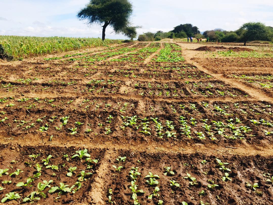 KilimoHai's tweet photo. Exciting news from Rubeho ward in Gairo district, where youth are embracing farming as a viable career option thanks to the SET Project! 60% of beneficiaries have set up their veggie gardens - a positive change towards self-employment through sustainable agriculture. #SETProject https://t.co/bYKyWkJzgC