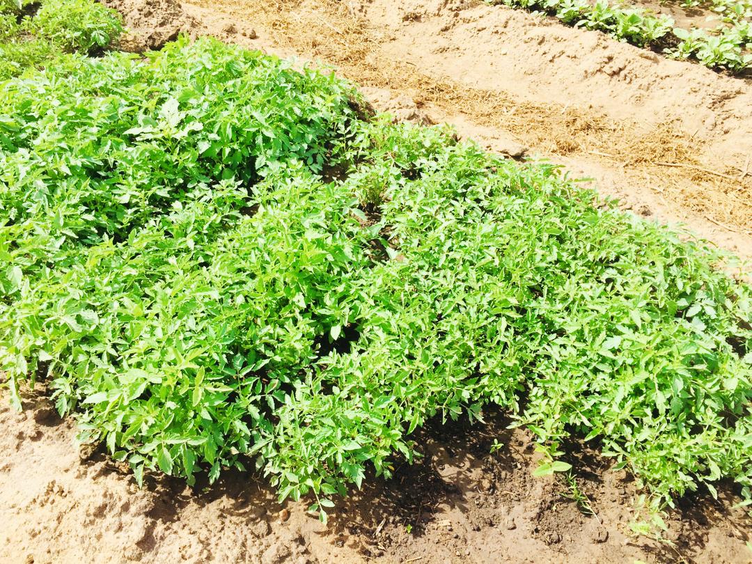 KilimoHai's tweet photo. Exciting news from Rubeho ward in Gairo district, where youth are embracing farming as a viable career option thanks to the SET Project! 60% of beneficiaries have set up their veggie gardens - a positive change towards self-employment through sustainable agriculture. #SETProject https://t.co/bYKyWkJzgC