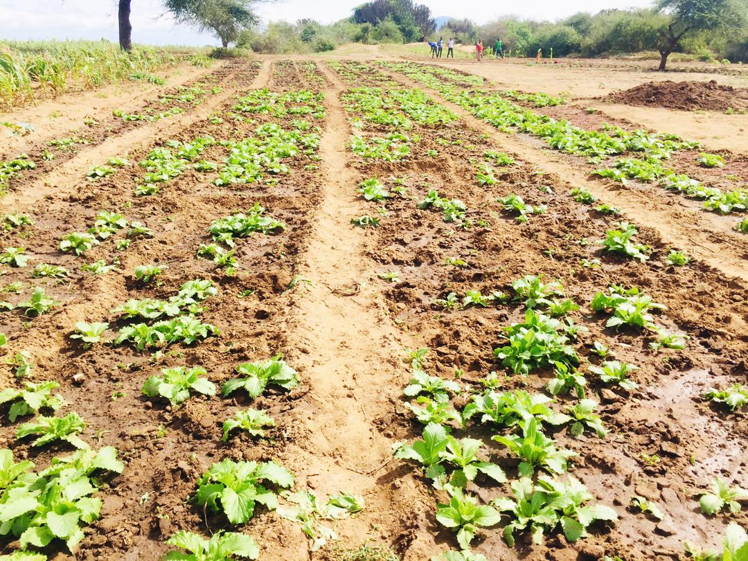 KilimoHai's tweet photo. Exciting news from Rubeho ward in Gairo district, where youth are embracing farming as a viable career option thanks to the SET Project! 60% of beneficiaries have set up their veggie gardens - a positive change towards self-employment through sustainable agriculture. #SETProject https://t.co/bYKyWkJzgC