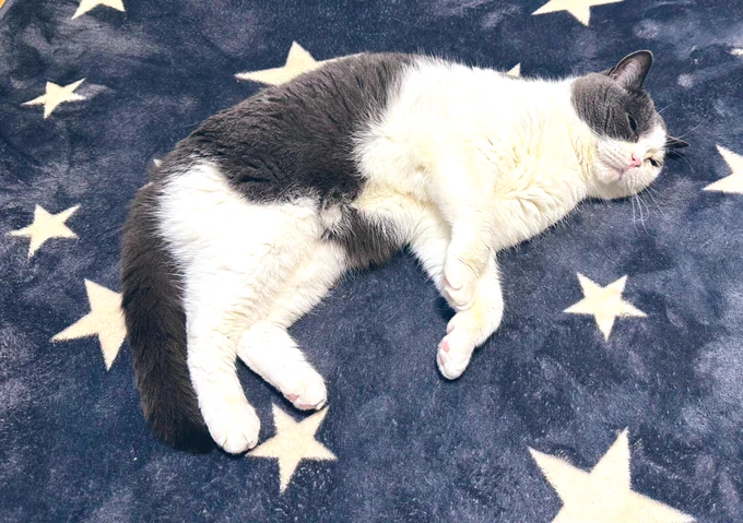 星猫 