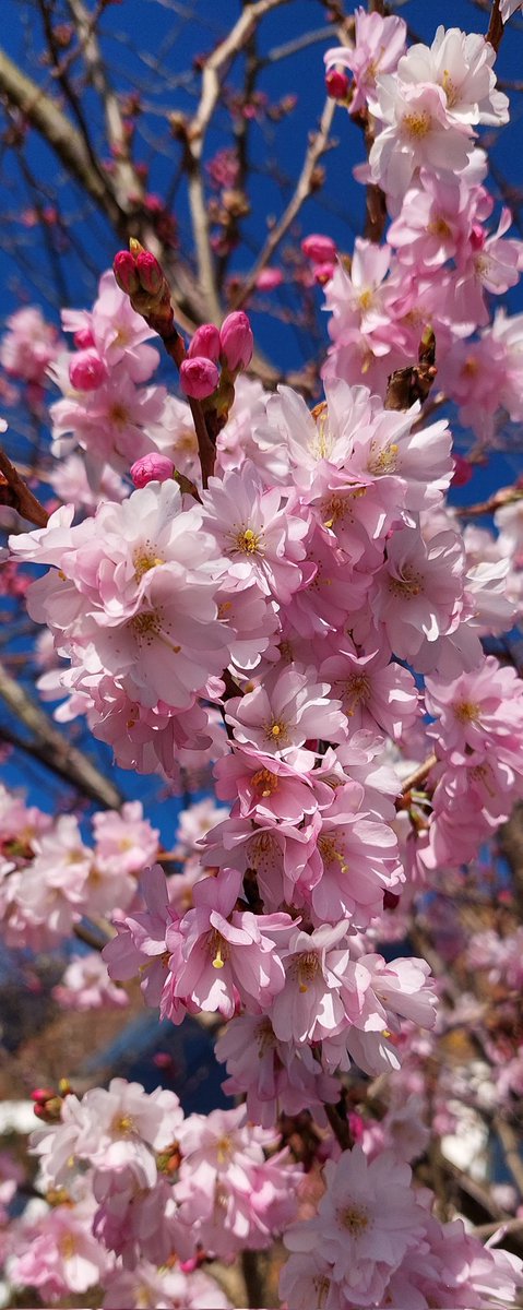 Katharina Immer tweet media