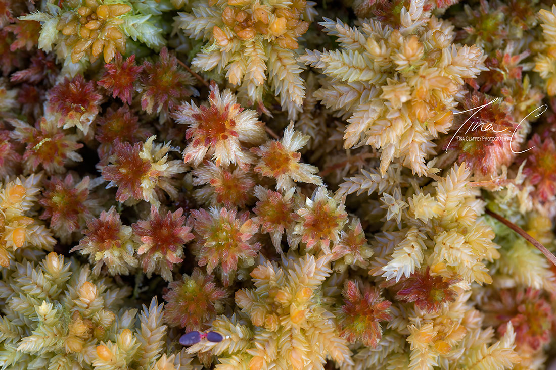 A Sphagnum bouquet for you all to celebrate the weekend 💕 @BlackthornEcol <a href="/forum_wetlands/">Community Wetlands Forum</a> <a href="/CurrachBooks/">Currach Books</a> <a href="/PeatlandConserv/">PeatlandConservation</a> <a href="/peatconnections/">PeatlandConnections</a> <a href="/PeatlandsG/">Peatlands Gathering</a> <a href="/seewilkie/">Catherine (Farrell) Wilkie</a> <a href="/RewildingIre/">Rewilding Ireland</a> <a href="/EcoEye/">Earth Horizon Productions</a> <a href="/pippa_hackett/">Pippa Hackett</a> <a href="/noonan_malcolm/">Malcolm Noonan</a> <a href="/NorahCasey/">Norah Casey</a> <a href="/EPAIreland/">EPA Ireland</a>