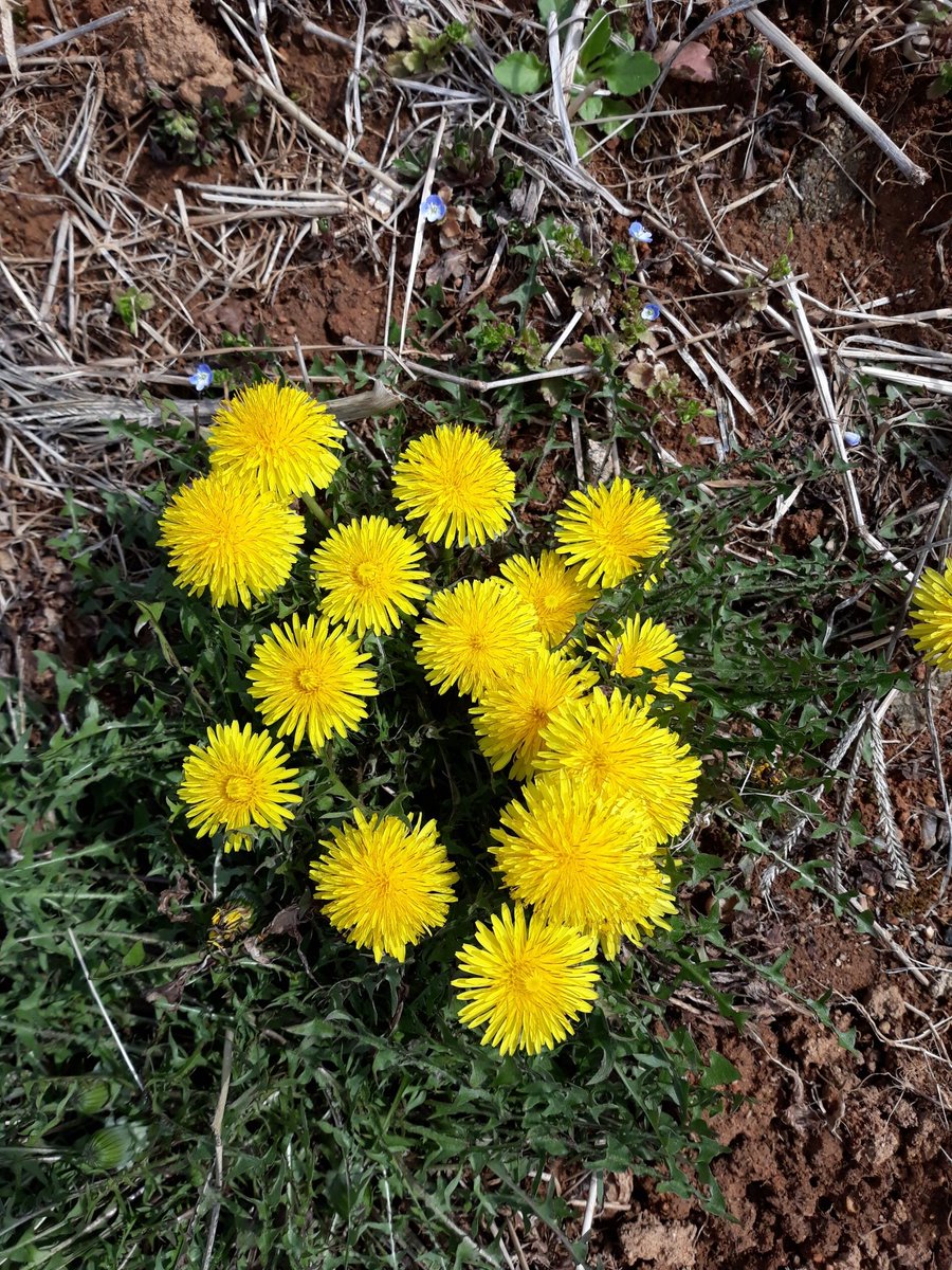 봄이오면 언제나
변함없이 먼저피는
예쁜꽃 민들레 
노오란색이
너무곱다
