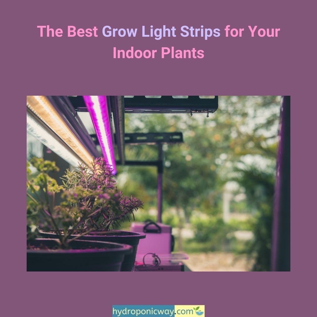 hydroponic_way's tweet photo. Learn more: https://t.co/5RvNkkRMZA

#gardening #farming #agriculture #garden #hydroponics #indoorfarming  #gardening101 #agritech #verticalfarming #verticalgarden #indoorgarden #sustainable #hydroponicfarming #agriculture #diy #indoorfarming #hydroponicgarden #hydroponicsystem https://t.co/w9LURqbJTe