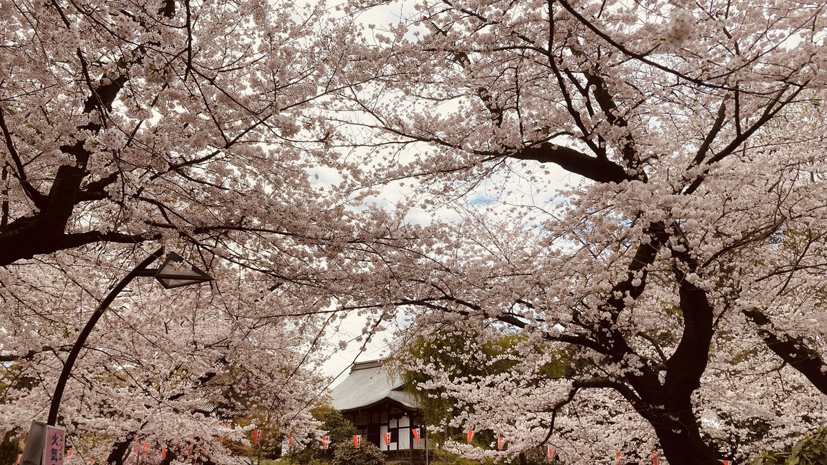 「お出かけ申し上げたのですが、桜が満開でした! 」|たま虫あっとに@4/28初単行本！！のイラスト