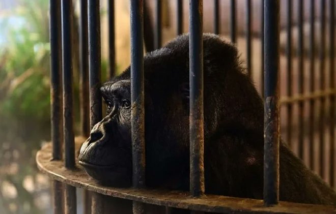 AuCoeurAnimaux's tweet photo. Cela fait 30 ans que Bua Noi la gorille est enfermée dans une cage d’un centre commercial thaïlandais pour attirer les touristes. Depuis des années, les associations de défense des animaux tentent de la libérer, en vain. https://t.co/YZDR5brghx