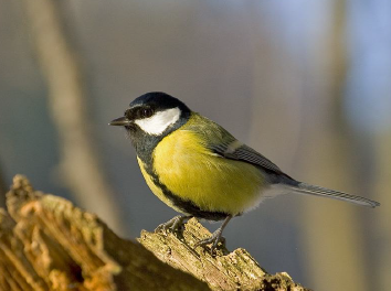 ArceEnvironment's tweet photo. Carbonero común (Parus major) https://t.co/UnvPpGYyWr