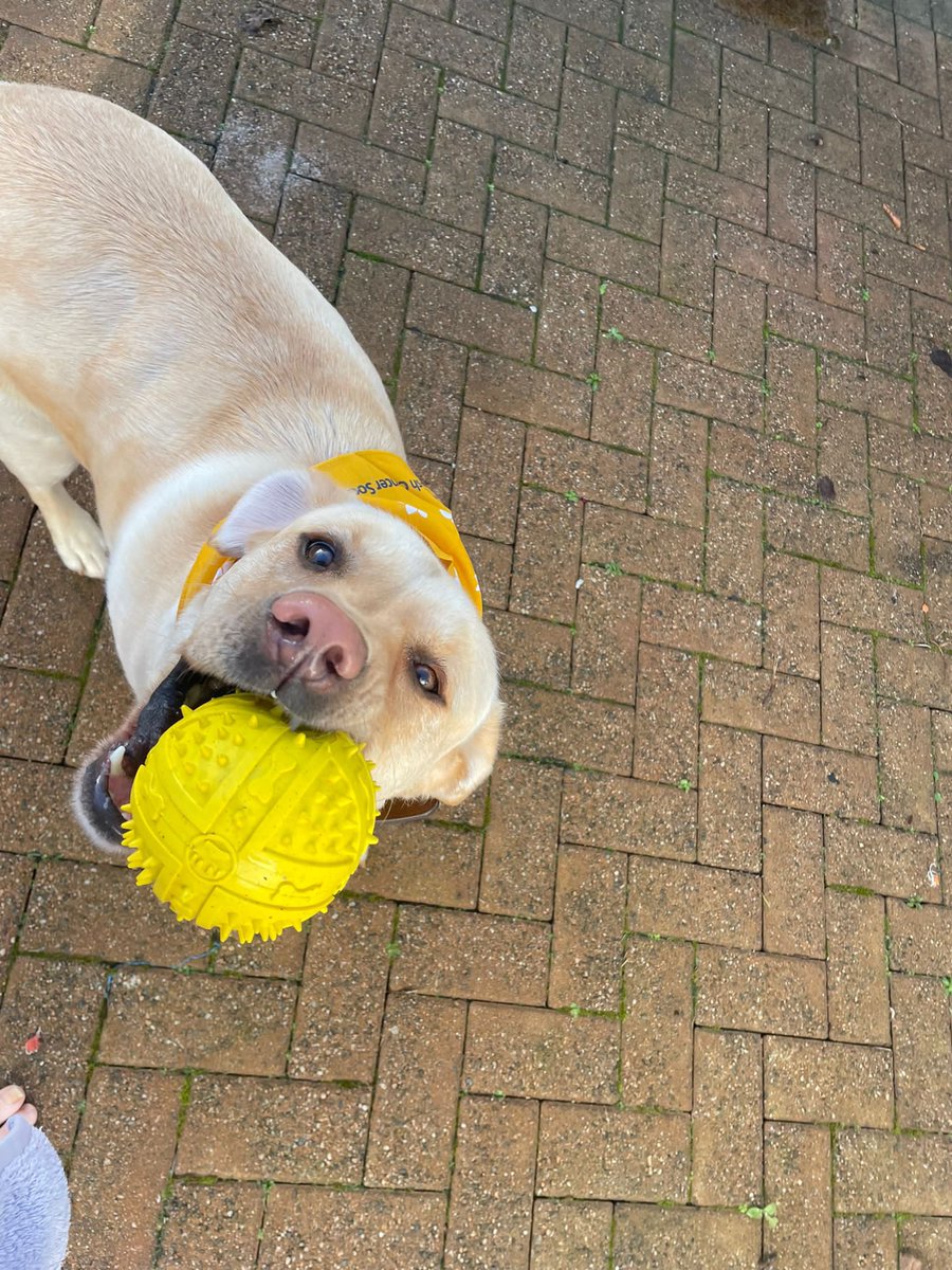 Cooper wearing his daffodil day bandana in support of the great work done by <a href="/IrishCancerSoc/">Irish Cancer Society</a> 💛 Donations can be made online at donate.cancer.ie #daffodilday #CancerResearch