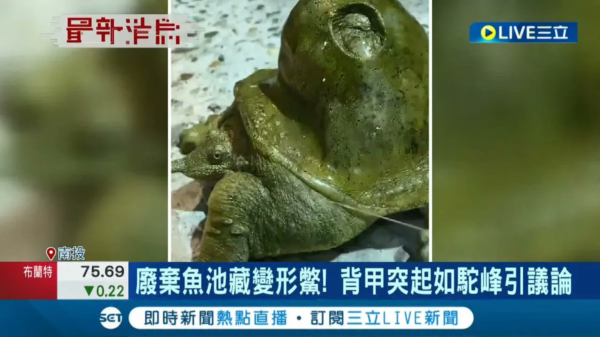 超級怪! 廢棄魚池藏"變形鱉" 背甲突起如駝峰 圓洞隨呼吸下陷.升起 引爆全網熱議│ https://t.co/tX6PfeYrQI