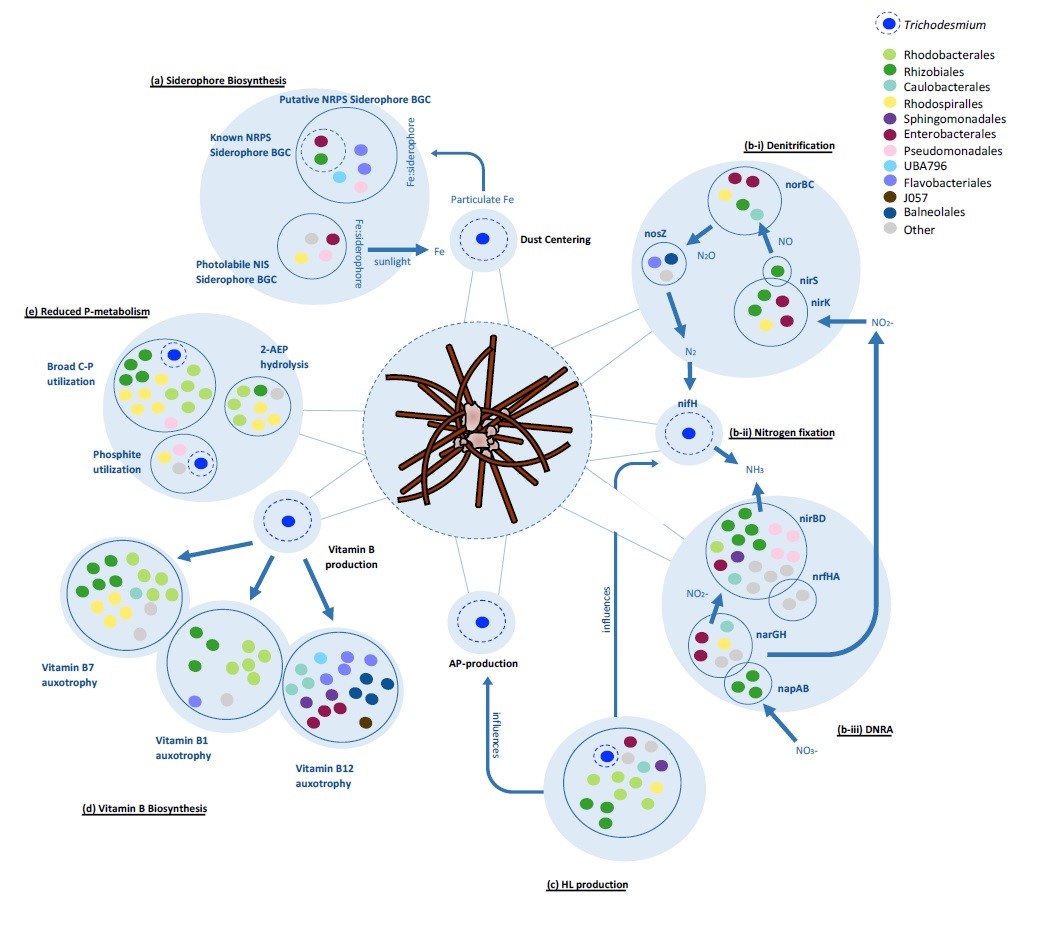 MaximRubinBlum's tweet photo. #Preprint alert! @CKoedooder describes how bacteria cooperate in #Trichodesmium colonies, exchanging nutrients, vitamins, siderophores, and more! Nice collaboration @iui_eilat @IOLR_Israel @HebrewU  @microsensors @OregonState @GEOMAR_en @Columbia @PNNLab  https://t.co/xsTsbPmf7o https://t.co/gdqCaoIr9G