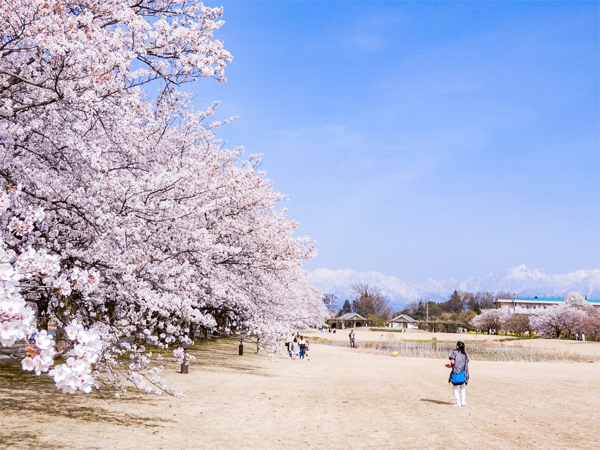 ToyamaVisit's tweet photo. Spring means beautiful cherry blossoms! 🌸Come see them at the Botanic Gardens of Toyama. https://t.co/gaZSxnDMEn