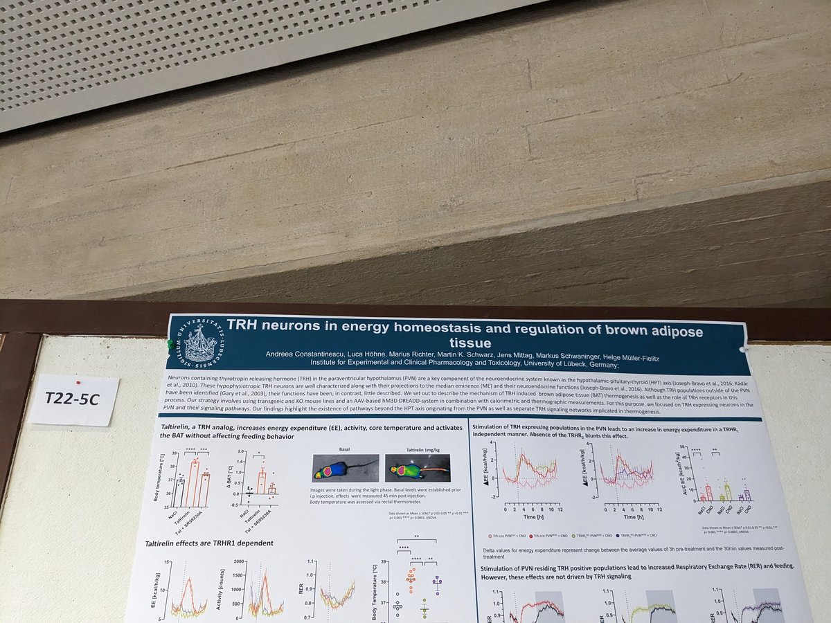 Showtime! Visit me at  22-5c to get your brow adipose tissue up and running #nwg2023 <a href="/NeuroforumNWG/">German Neuroscience Society - NWG</a> <a href="/cbbm/">CBBM</a> #PhD #phdlife #conference #neuroscience