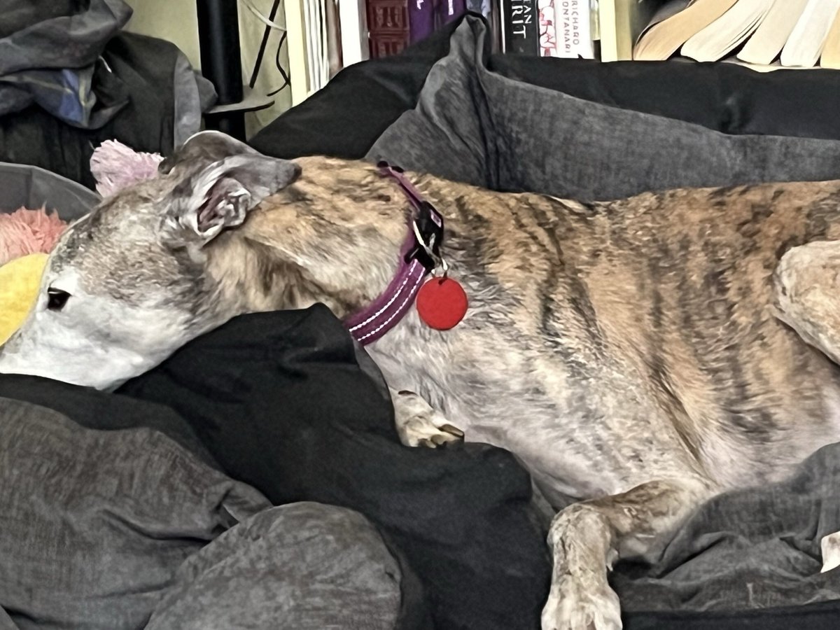 Max here, gently easing into my 13th birthday with a post walk snooze.  Treats have been promised, and chicken for tea, will report back tomorrow to let you all know if homum made enough effort.  Been a little slow with treats so far 😀😀😀😀🥩