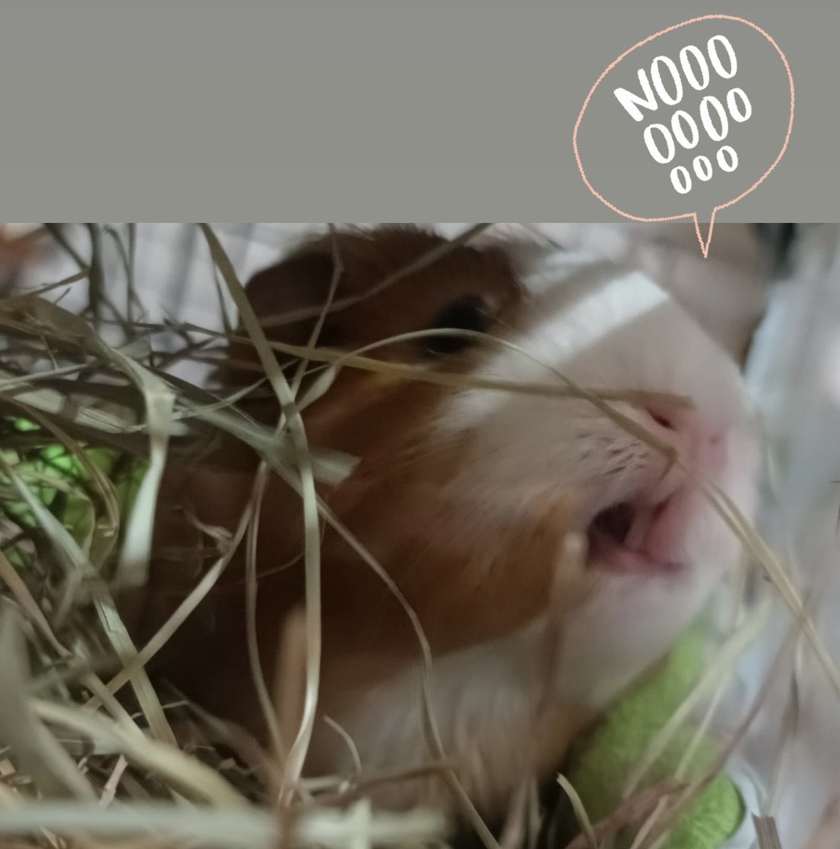 saku39_neko's tweet photo. Pucchi starring in a horror movie #guineapigs #pucchi https://t.co/Ld18p6yXRV