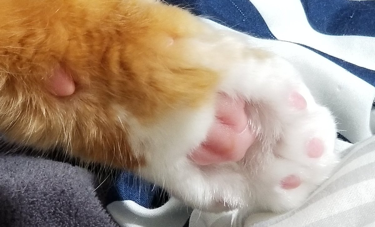 🐾໊💕💕💕💕 