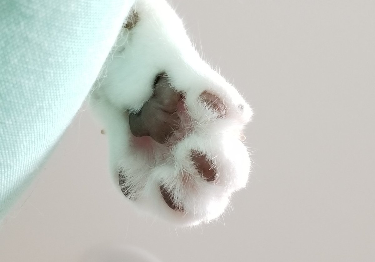 🐾໊💕💕💕💕 