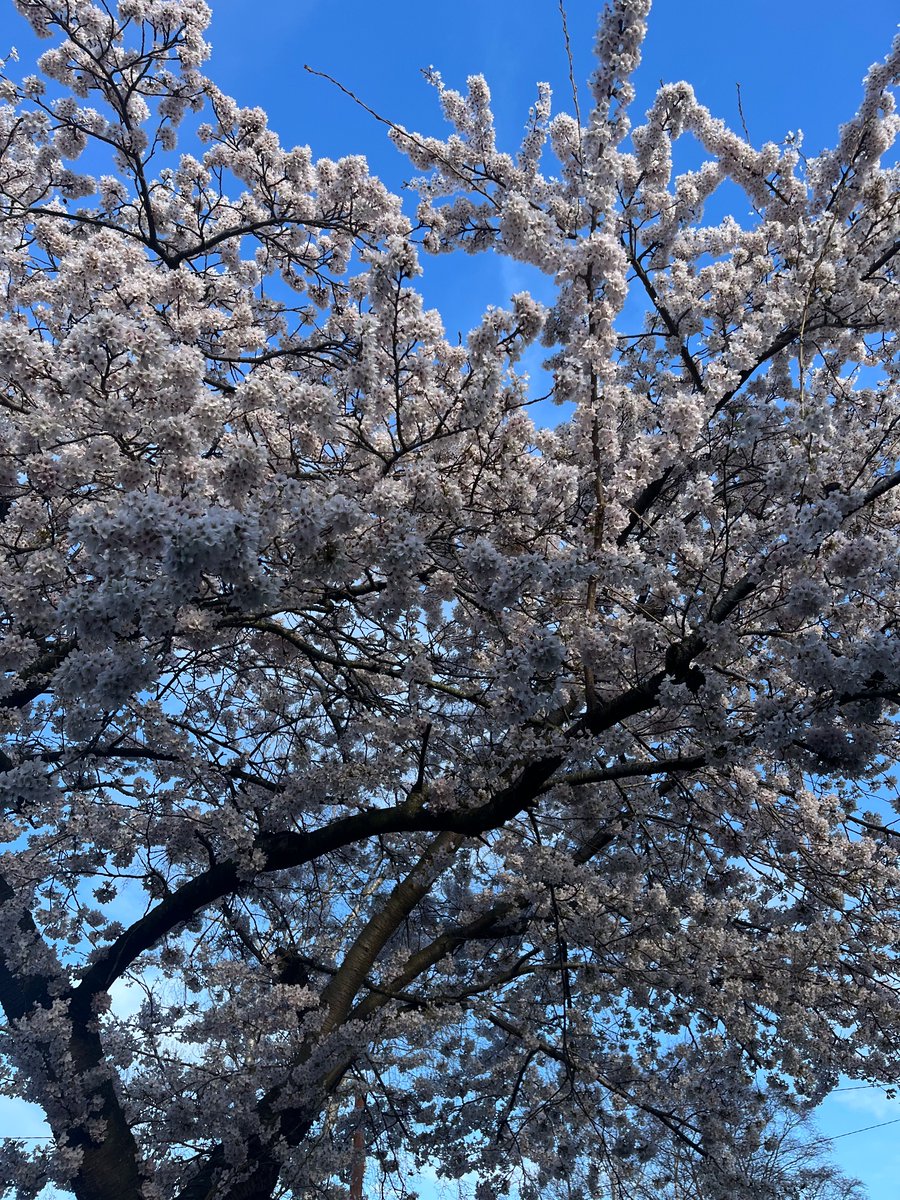 AspenLucan's tweet photo. Day 83 #100daysofwalking 
Blue skies and sunshine fuel my imagination, lift my mood and set my soul alight. @NTBreakfast https://t.co/nQIkdGhBot
