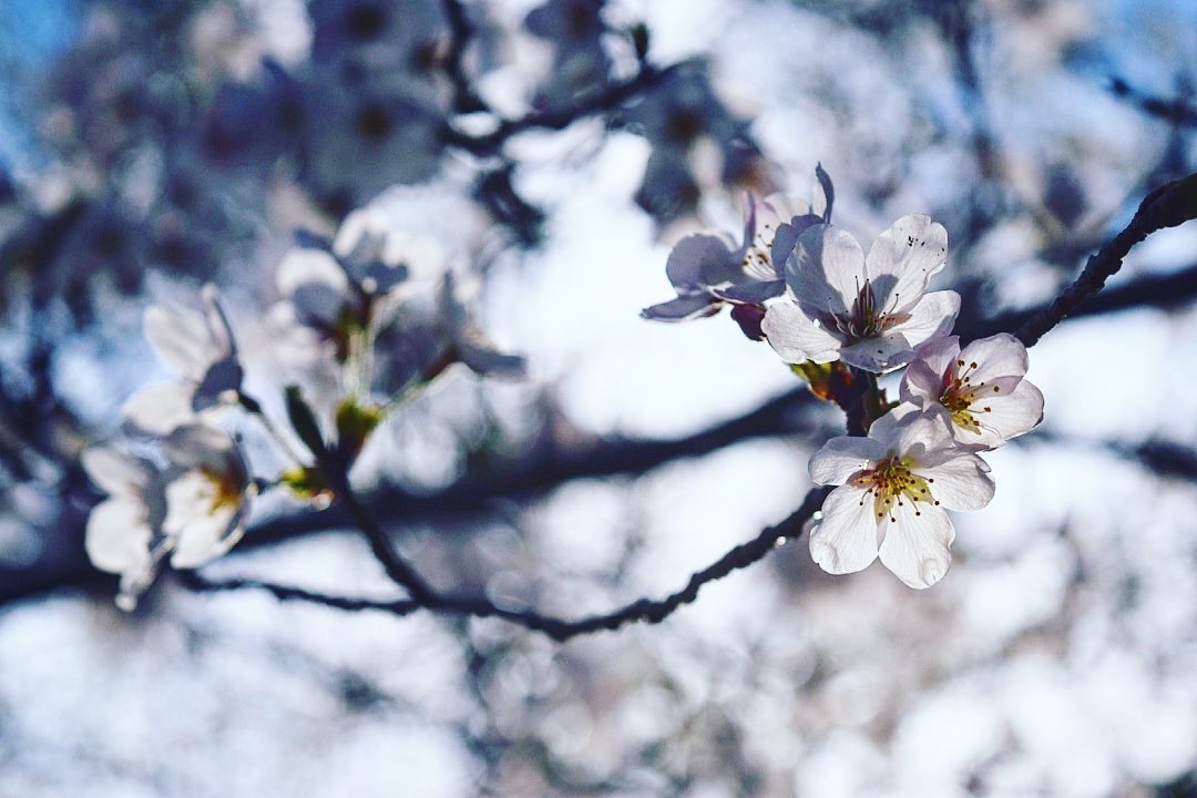 Ao10_A0's tweet photo. 結構好きな雰囲気で桜撮れたので満足👏👏👏 https://t.co/fdik9G4nbD