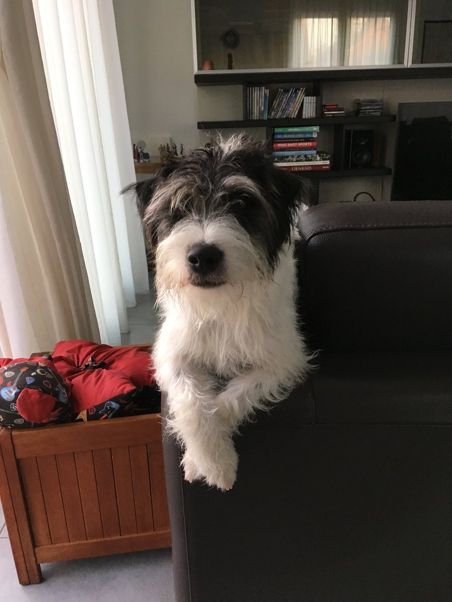 Rudy67N's tweet photo. @dog_rates Hi from Joe! https://t.co/FwPuRnaGSV