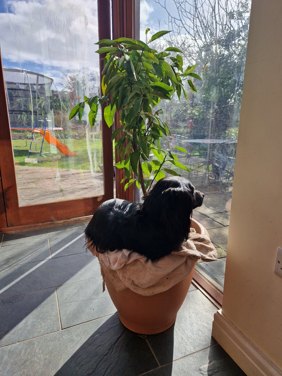 My [poorly] orange tree has sprouted something unusual