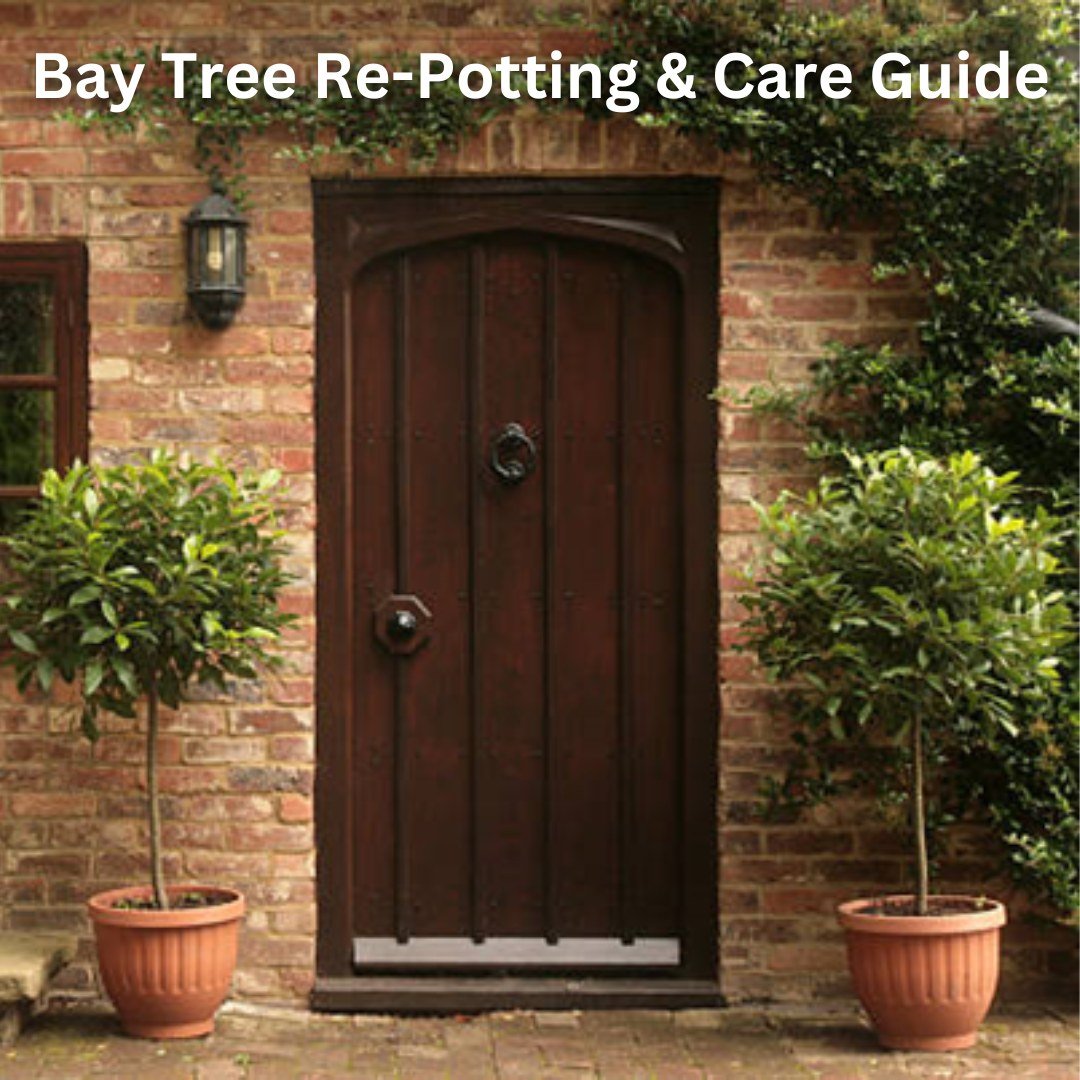 ThePeterBelton's tweet photo. Bay Tree Re-potting & Care Guide
Bay trees in containers are one of our favourite trees to frame an entrance thanks to their timeless and elegant appearance
Here’s everything you need to know about caring for #baytrees in containers
Get in the Know
https://t.co/Vd7bCsjal9 https://t.co/kWDWzJiFRV