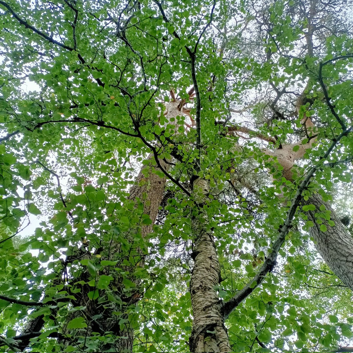 island_mud's tweet photo. #SteveDoody at #SpringFair this #Saturday with #nativeIrish #saplings free! #Hazel, #WildCherry, #SilverBirch, #Rowan and #CommonBirch. #citygardens or a pot. With thanks as always to #EasyTreesie and the #IrishTreeCouncil. #HidingaForestinaCity. https://t.co/UgQfMk1Snp