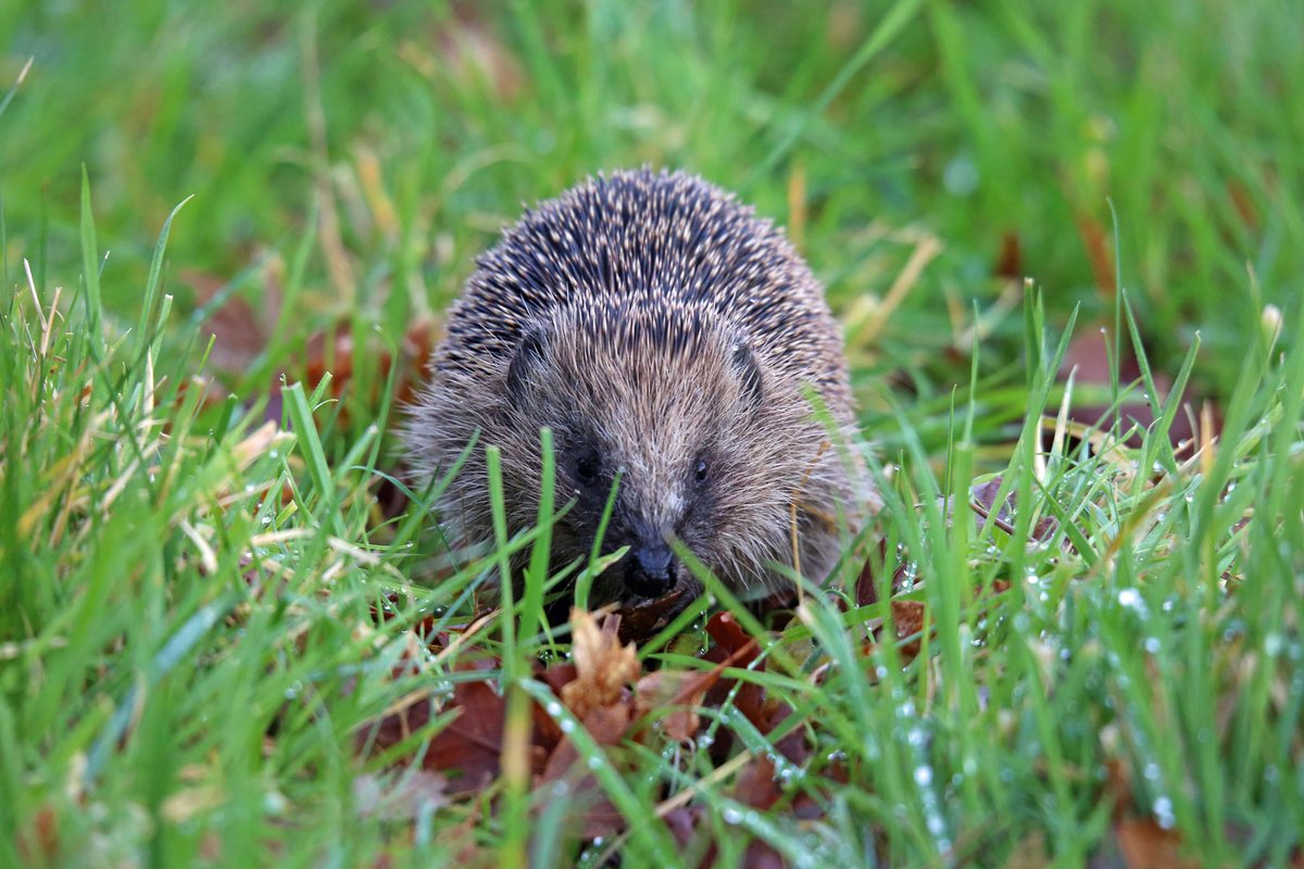 timeenough_im's tweet photo. 50 years of Manx Wildlife Trust #Timeenough #IsleofMan #Animals #Celebrations #Charity #Eco #Outdoors #Wildlife

https://t.co/EchqFNl0WA https://t.co/pIM6C2Jmfi