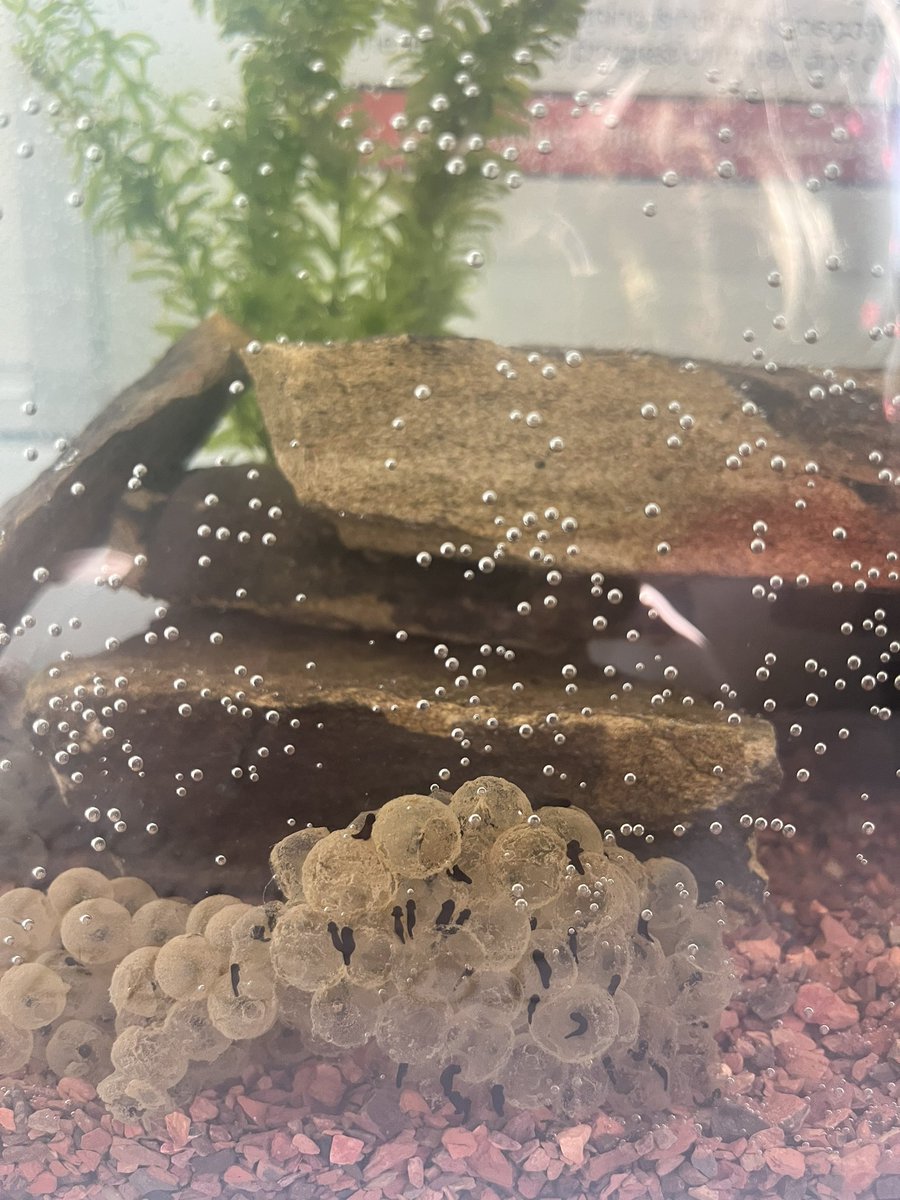 BVGAHumanities's tweet photo. Exciting update on our #tadpoletweets in the humanities departments! Our frog spawn embryos are hatching from the eggs and will start developing external gills for breathing! 🐸 https://t.co/SvmZsv4EKr