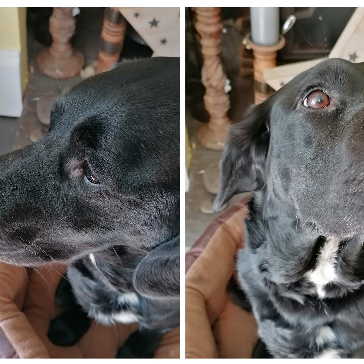 VTaraStiles's tweet photo. Love having my little mate with me when I'm home working
#doggo #boop #nudging https://t.co/N18zs1JI97