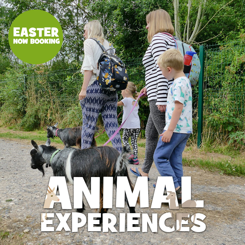 FairfieldCentre's tweet photo. Looking for a memorable activity with the kids this Easter holidays? Join us on selected dates in the Easter school holidays for our Goat &amp; Alpaca Walks 🐐🦙

Tickets are very limited, so make sure you pre-book online 👉 https://t.co/UW5lF3gIxL https://t.co/oczIPLJtN0