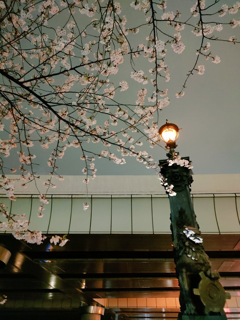 「歩きながら都会の桜ハントしてるうちに元気を取り戻した(ちょろ) 」|𝕗𝕣𝕒𝕟のイラスト