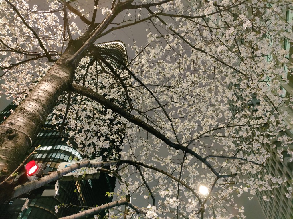 「歩きながら都会の桜ハントしてるうちに元気を取り戻した(ちょろ) 」|𝕗𝕣𝕒𝕟のイラスト