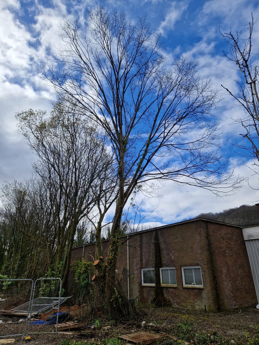 SASRopeandRail's tweet photo. SAS Rope and Rail brought in on short notice to remove a tree that would otherwise have held up the installation of fencing for a new compound. 

Project was completed ahead of projected schedule.

#BBR #CVL #treeremoval #tree #project #devegetation https://t.co/j4HBEaQ0CM