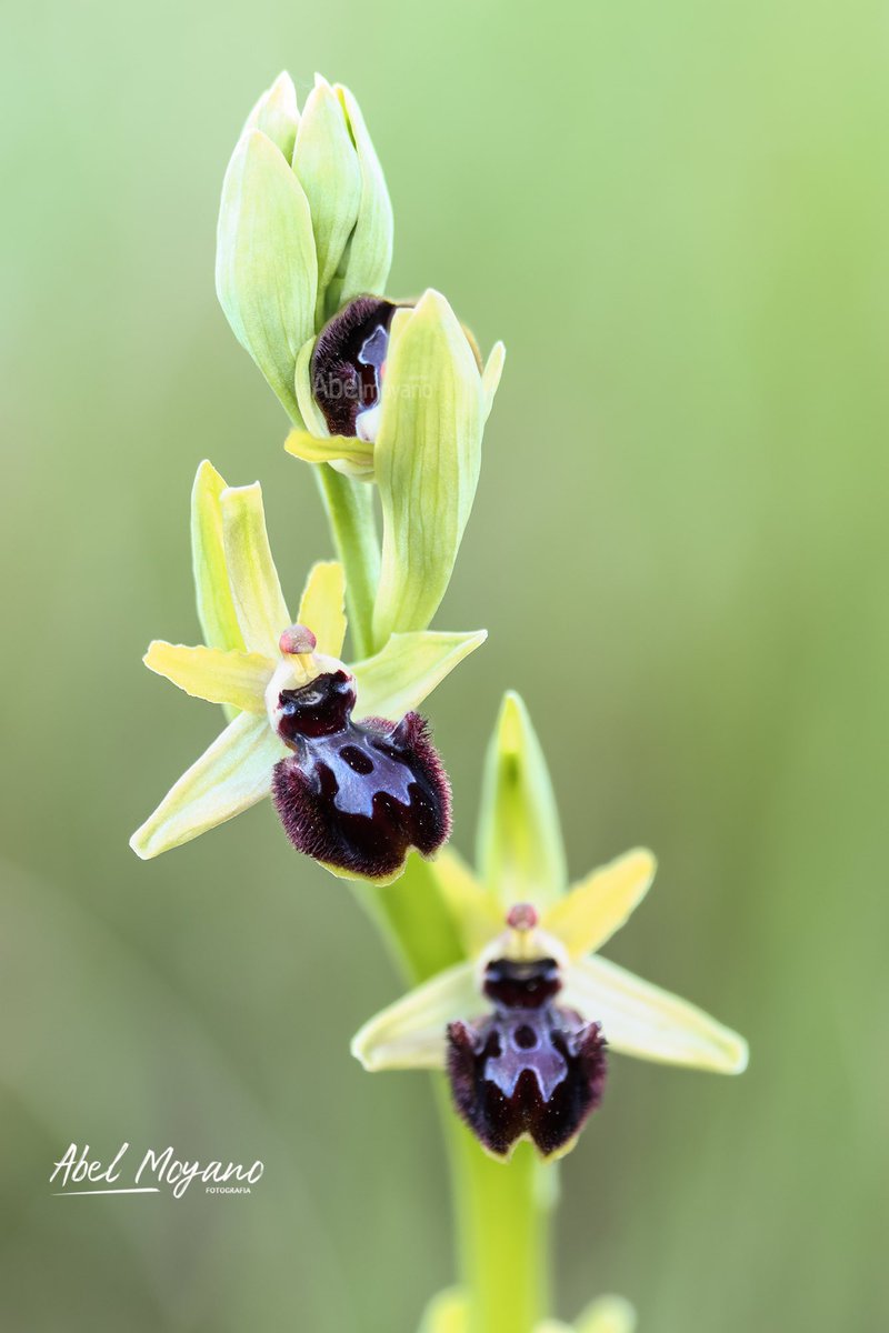 AMoyanoPrieto's tweet photo. #ophrys_incubacea  en el entorno de la #alcazaba de la ciudad de #Badajoz. #extremadura #orchids #macro https://t.co/96QLxrc2Ba