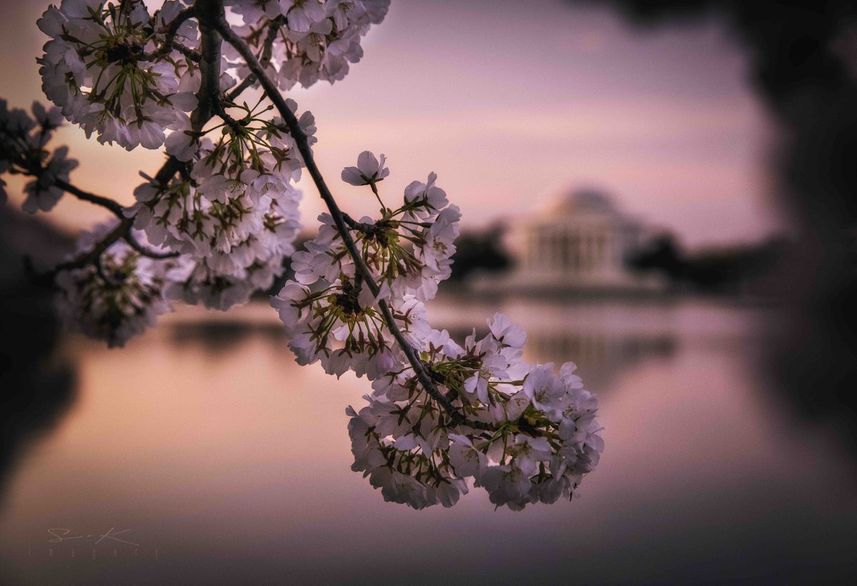 Happy #Friday everyone! For #FridayFreeForAll please share what you’d like!
The #CherryBlossoms at the #TidalBasin in #WashingtonDC are at #peakbloom, and of course that’s when we leave.🫠
So here’s a shot from a few years ago.
#FlowersonFriday 
Like/Comment & #Retweet your favs!