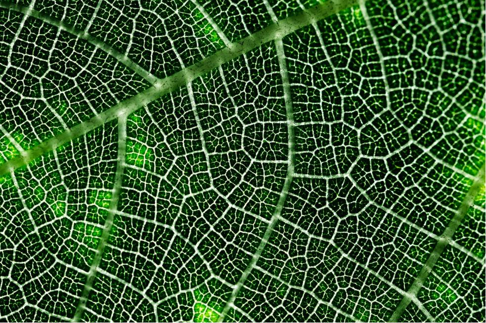 OVTT's tweet photo. 🆕 #UATecnologia I La @UA_Universidad patenta un innovador procedimiento para la obtención de #cutina mediante la utilización de #ultrasonidos:
📄 Oferta tecnológica: https://t.co/669xmLV4S9
🤝 Más info: #InnoUA
#UATransfiere #Innovación #licencias #nanobiopol #patente https://t.co/KKs3NONu3O