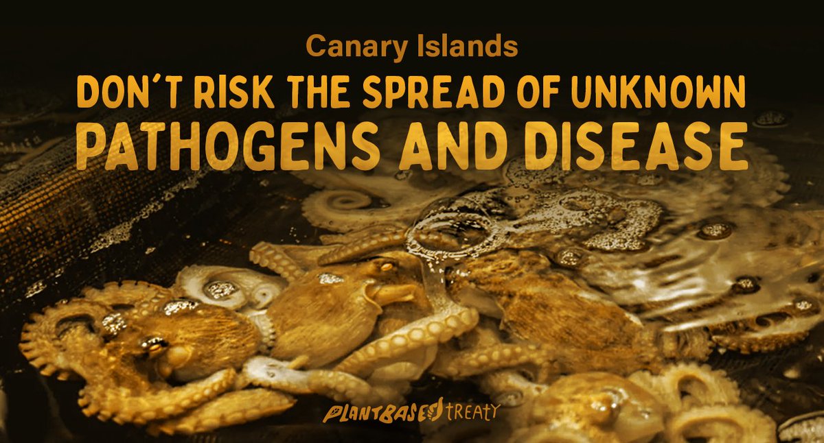 ASMSaskatoon's tweet image. 🐙farming could spread unknown pathogens &amp;amp; diseases, &amp;amp; create substantial public health risks in Las Palmas de Gran Canaria.
#StopOctopusFarming
@territoriocan @EcologicaGobCan @ValbuenaAlonso @AyuntamientoLPA @Aliciavanoost @AyuntamientoLPA