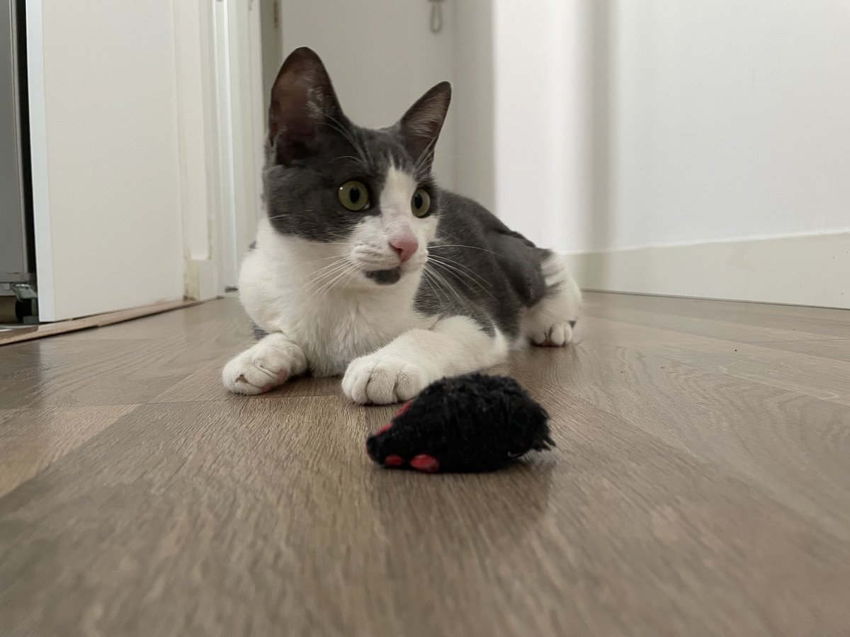 Si mi gata fuera humana sería Data Analyst. Sin duda 🐱