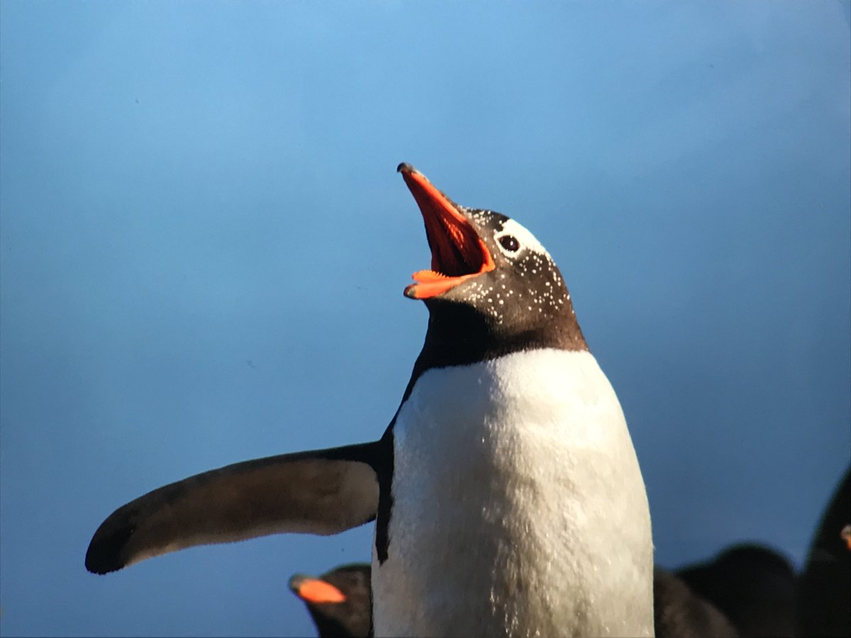 Daniel Bayley tweet media