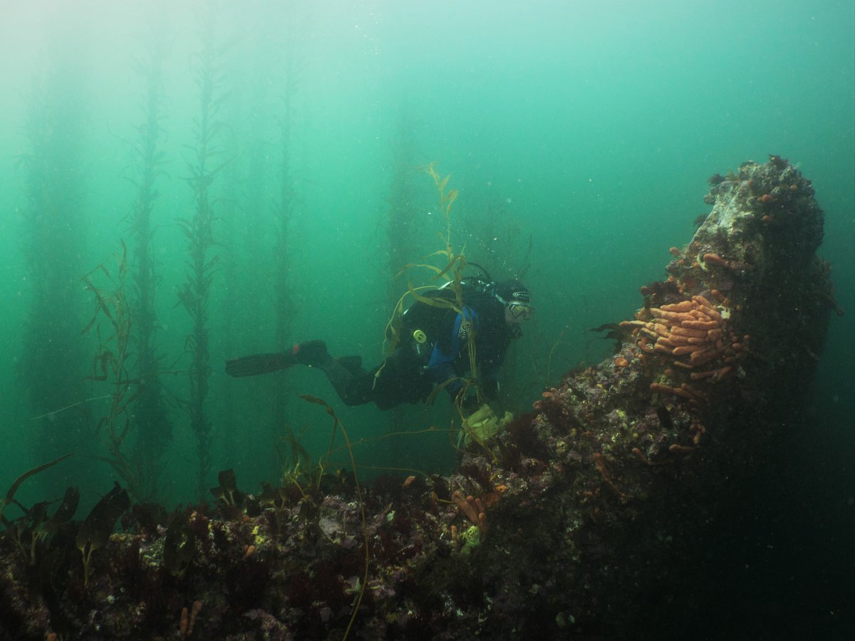 Daniel Bayley tweet media