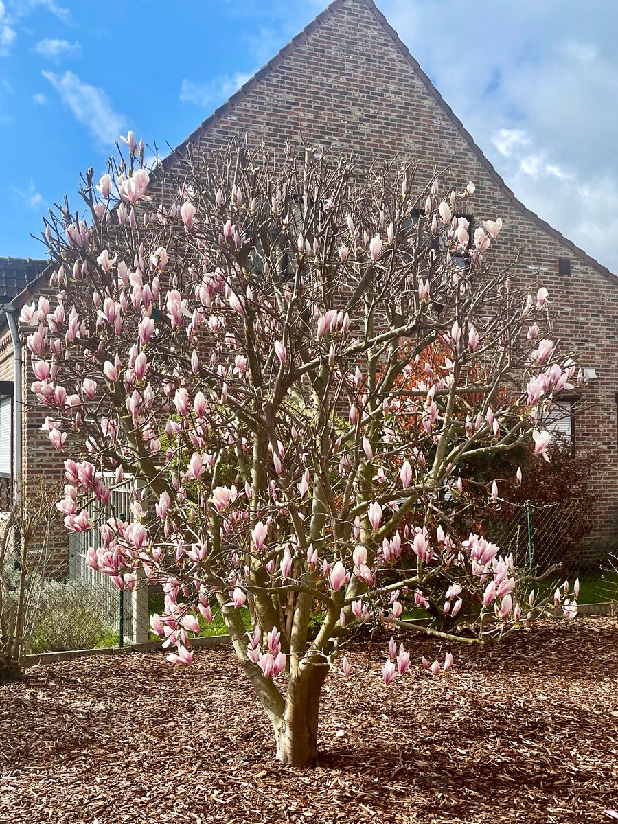 joukesp's tweet image. Good morning, Laura et all!
Windy, 25-30 mph. Clouded w a ray of sun now &amp;amp; then.
57°F. We might keep it dry but this is beginning to look like Spring. Caught our magnolia in the sun!
Just finished my mise en place. Kitchen is a mess now but #KitchenWork to start in about 30 min.