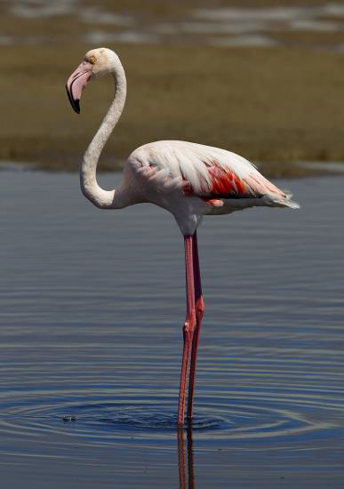 ArceEnvironment's tweet photo. Un ave migratoria de las más comunes de apreciar en Andalucía:
Flamenco común - Phoenicopterus roseus https://t.co/GTg0M7xsmn